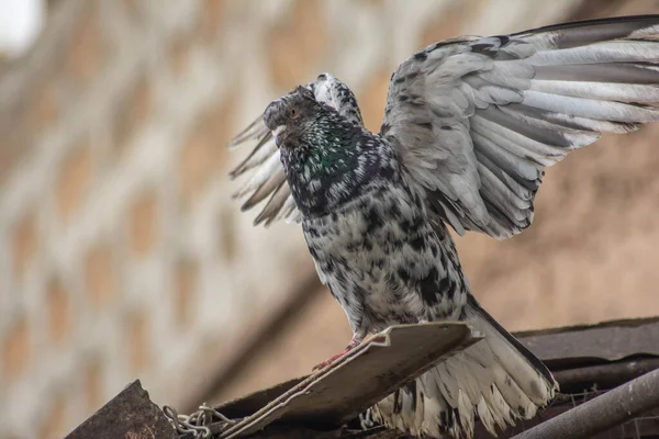 비둘기는 날개를 퍼뜨렸다 아름다운 무늬를 — 스톡 사진