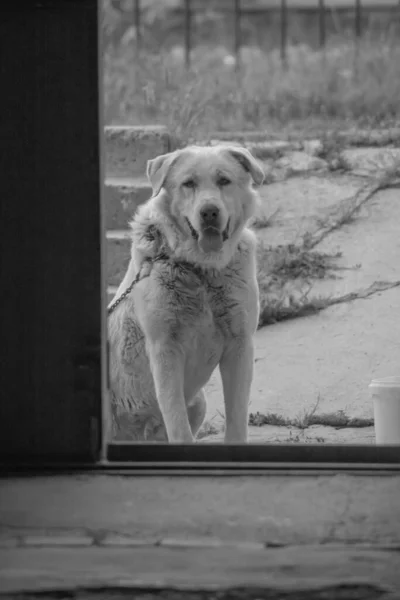 Прекрасний Великий Пес Алабай Центральноазійська Собака Пастух Білий Собака — стокове фото