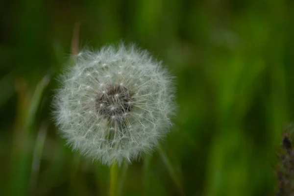 stock image Dandelion and green fields. Wild flowers and plants