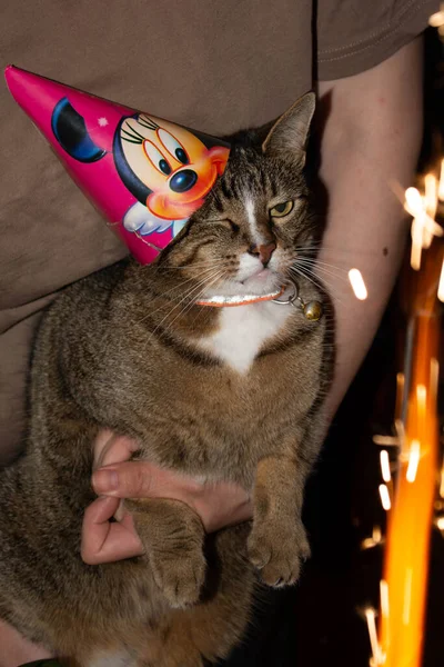 Cat\'s birthday. The cat is celebrating a birthday