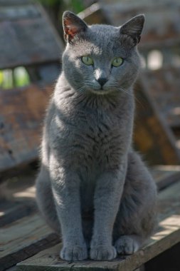 Güzel gri kedi. Bir kedi portresi. İngiliz kısa hava kedisi