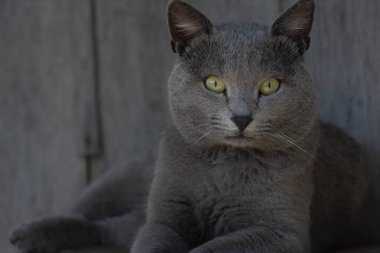 Güzel gri kedi. Bir kedi portresi. İngiliz kısa hava kedisi