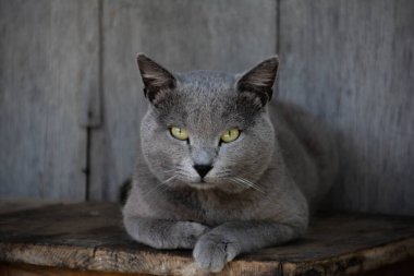 Güzel gri kedi. Bir kedi portresi. İngiliz kısa hava kedisi