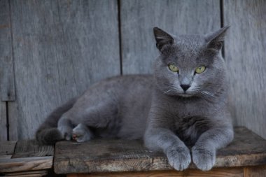 Güzel gri kedi. Bir kedi portresi. İngiliz kısa hava kedisi