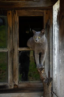 Güzel gri kedi. Bir kedi portresi. İngiliz kısa hava kedisi