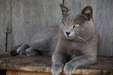 Güzel gri kedi. Bir kedi portresi. İngiliz kısa hava kedisi