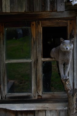 Güzel gri kedi. Bir kedi portresi. İngiliz kısa hava kedisi