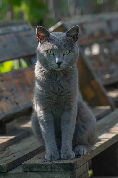 Gato Cinzento Bonito Retrato Gato Britânico Gato Shorthair — Fotografia de Stock