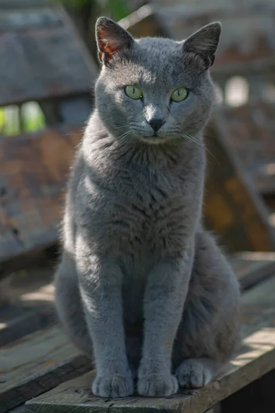 漂亮的灰猫猫的肖像 英国短尾猫 — 图库照片