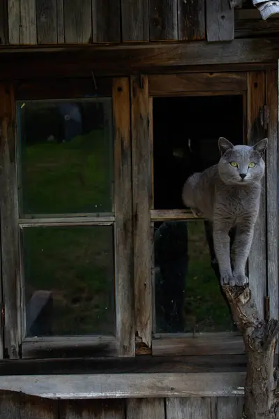 漂亮的灰猫猫的肖像 英国短尾猫 — 图库照片