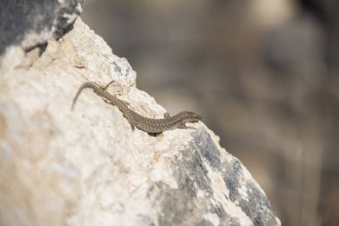Taş üstünde kertenkele. Yaygın kertenkele