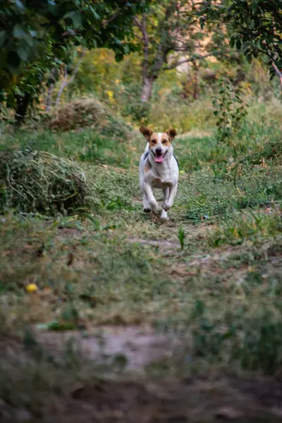 Beautiful dog in the forest. The dog is running