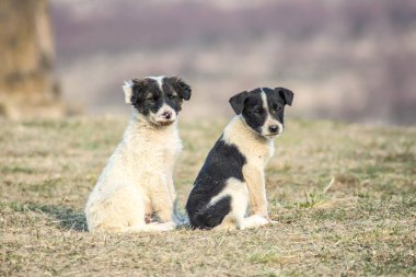 Parkta yürüyüşe çıkmış iki küçük sevimli köpek.