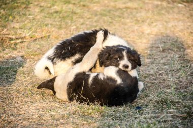 Parktaki sevimli köpek.