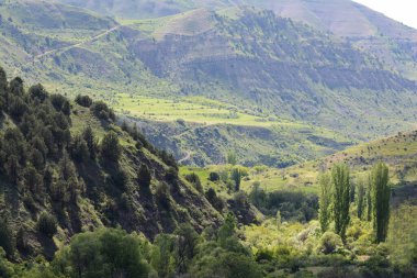 Ormanda yeşil ağaçlar olan bir manzara.