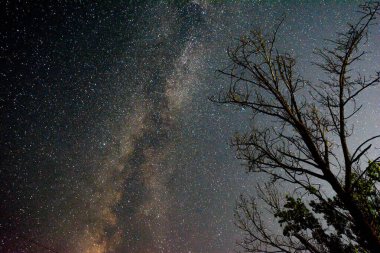 Yıldızlı ve ağaçlı gece göğü, Samanyolu