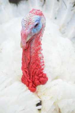 Kırmızı gözlü hindi ve kafasında beyaz hindi. hindi