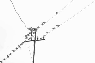 Binanın çatısındaki kuş.