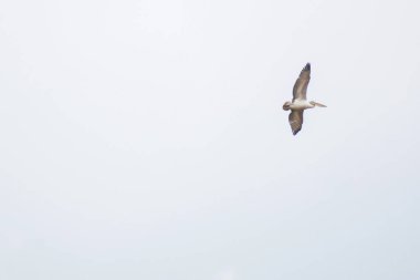Gökyüzünde uçan martı
