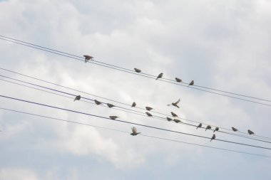 Mavi gökyüzündeki kuş sürüsü