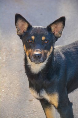 Köpek portresi, siyah köpek. Ormandaki köpek.