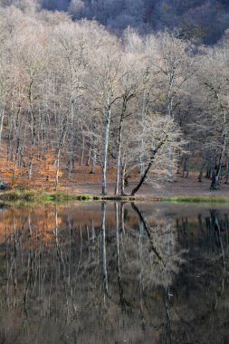 Ormandaki nehrin güzel manzarası