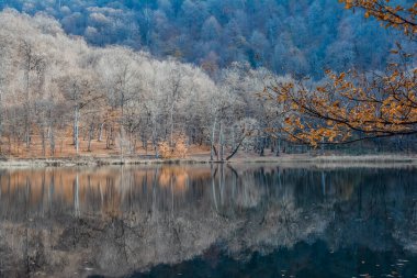 Ağaçlar ve ormanlarla dolu sonbahar manzarası