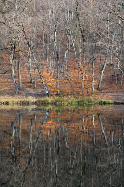 Ormandaki gölün güzel manzarası