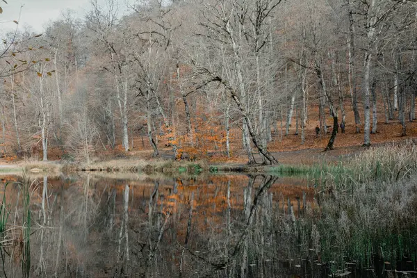 Ağaçlar ve yapraklarla dolu güzel sonbahar manzarası