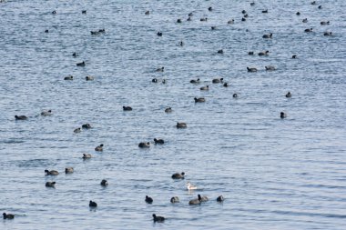 Ördekler suda yüzer ve yüzer.