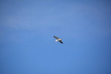 mavi bir gökyüzü üzerinde martı.