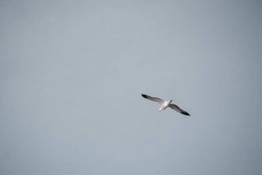 Gökyüzünde uçan kanatlı martı kuşu