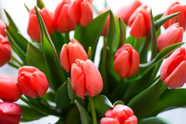 Vazoda kırmızı lale