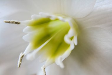 Beyaz zambak çiçeğinin makro görüntüsü