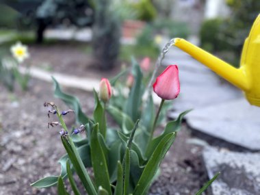 Bahçedeki laleler. Bahçedeki çiçekleri sulamak. Güzel ev çiçekleri