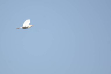 Gökyüzündeki kuşlar. Mavi gökyüzünde uçan beyaz kuşlar
