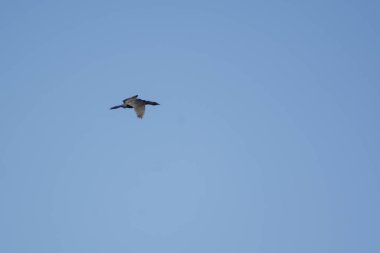 Gökyüzünde uçan karabatak