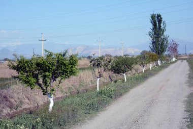 Yol kenarlarında ağaçlar