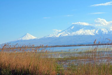 Göl ve ağaçlarla dolu güzel bir dağ ve doğal manzara. Nehir kıyısında ağaçlar ve volkanik dağ. Ararat Dağı 'nın karlı zirvesi