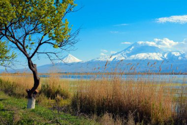Göl ve ağaçlarla dolu güzel bir dağ ve doğal manzara. Nehir kıyısında ağaçlar ve volkanik dağ. Ararat Dağı 'nın karlı zirvesi
