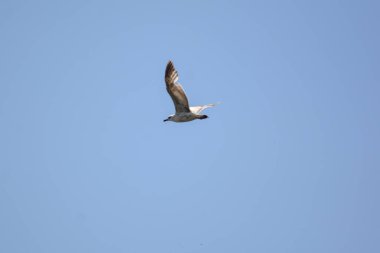 Mavi gökyüzünde uçan bir kuş. Doğadaki kuşlar. Vahşi yaşam hayvanları. Uçan kuşlar