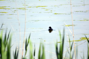Gölde yüzen ördeğin yakın çekimi.