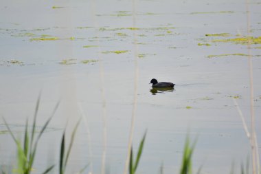 siyah balıkçıl suda