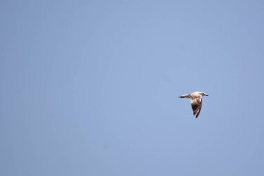 Gökyüzünde uçan bir martı..