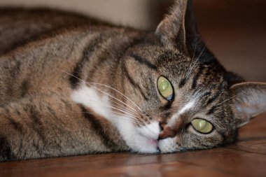 Kedi yerde yatıyor. Güzel kedi yerde dinleniyor.