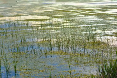 Yeşil yosunlar ve otlarla dolu su yüzeyi