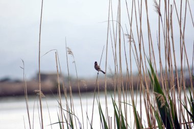 Akşamları gölde bir kuş