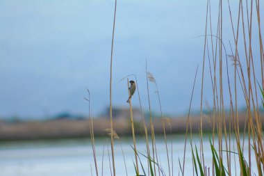 Göldeki güzel kuş