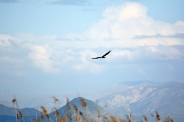 Martı dağların üzerinden uçuyor.