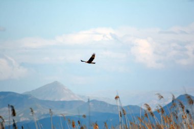 Gökyüzünde bir kuş.